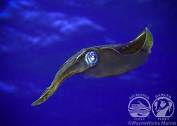 Turks & Caicos - Luxury Aggressor Liveaboard. Cuttlefish.